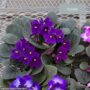 African Violet – 6″ Pot